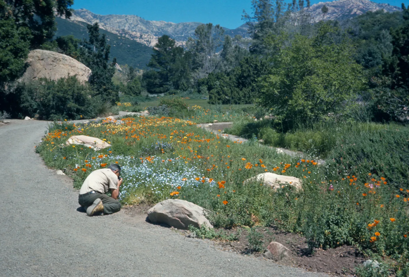 SBBG Meadow
