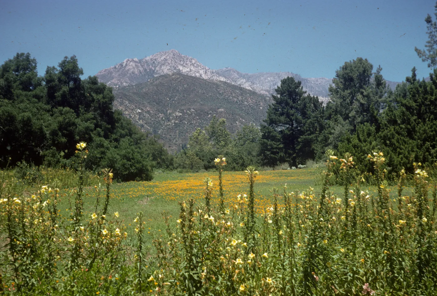 SBBG Meadow