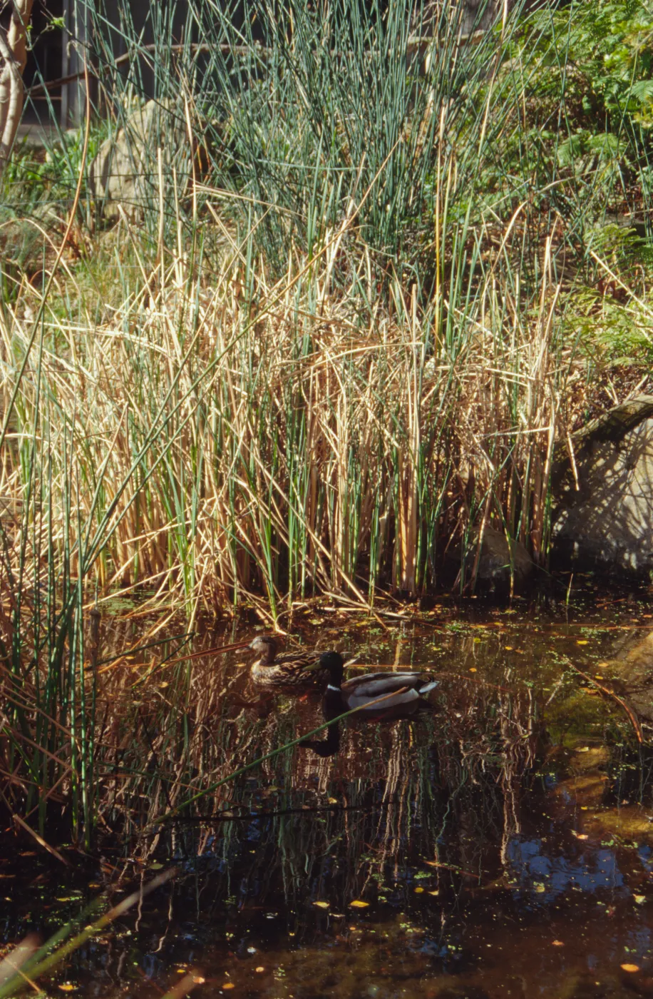 SBBG Pond