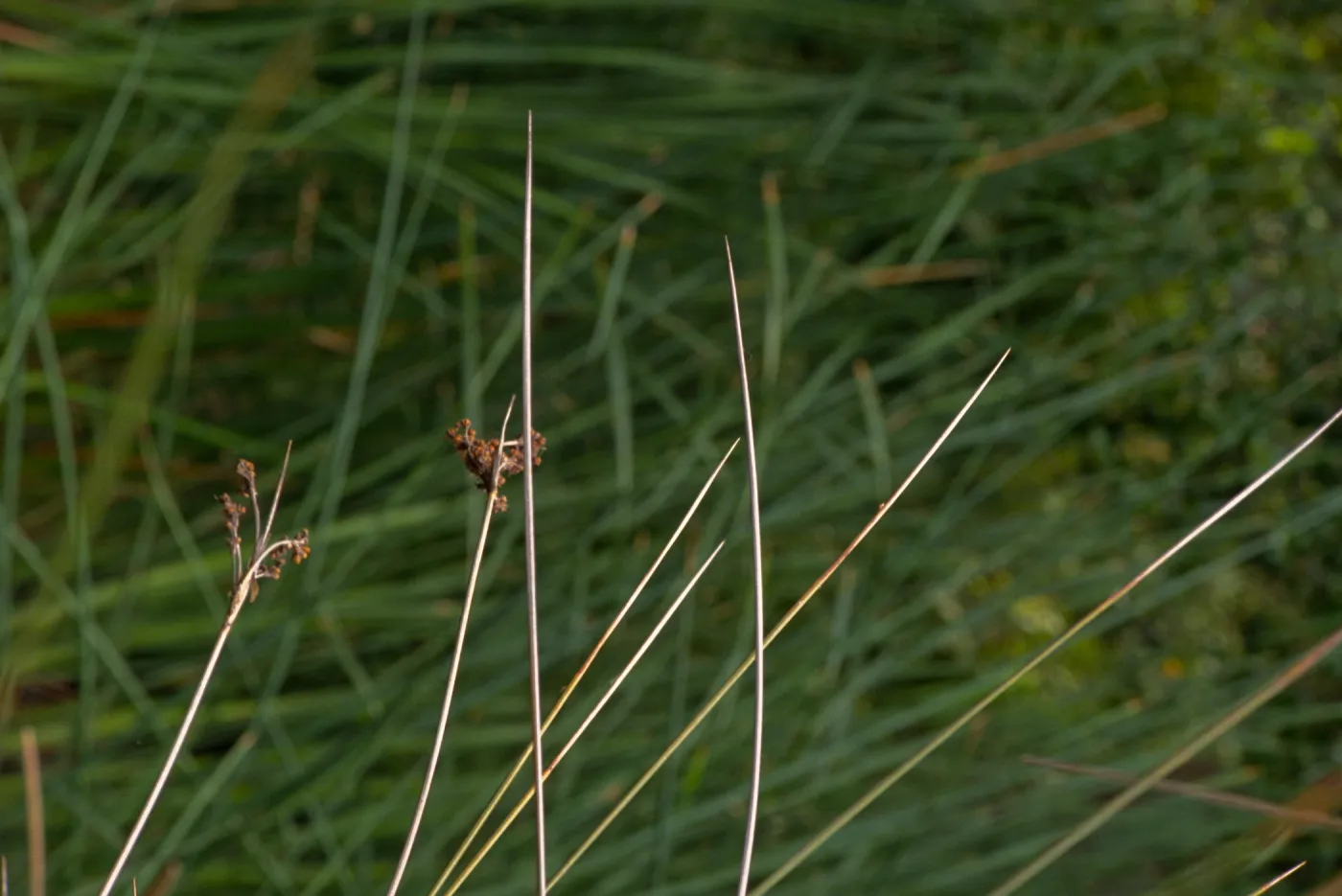 SBBG Pond, close-up of Juncus in bloom