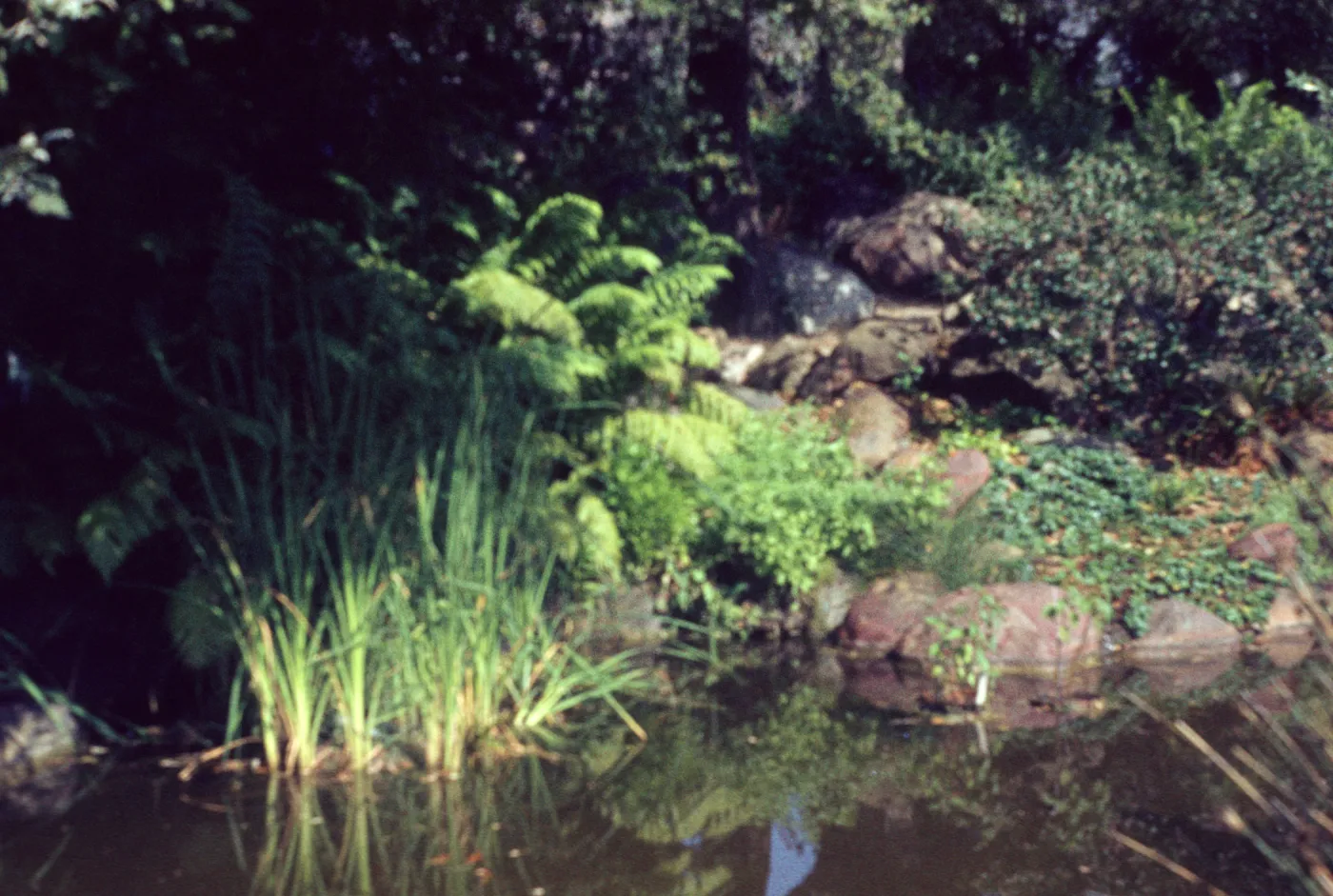 SBBG 'Garden Pool' taken 9:20 am, 7-8-64