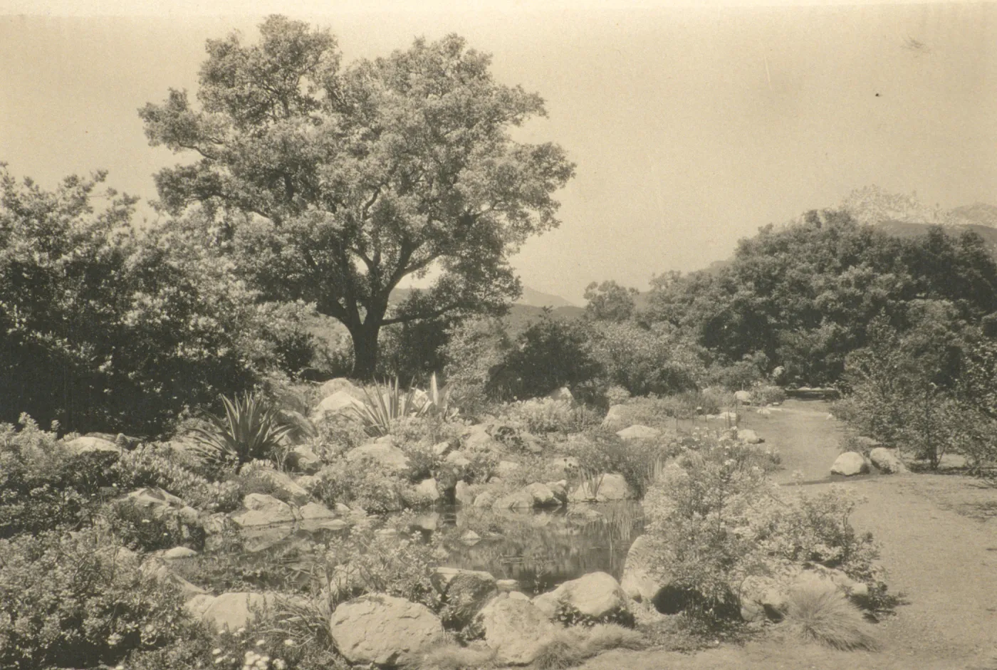 duplicate of SBBG_PR_00592, Garden pond near the Meadow, this pond was built in 1930 to commemorate Mrs. Bissel's birthday'