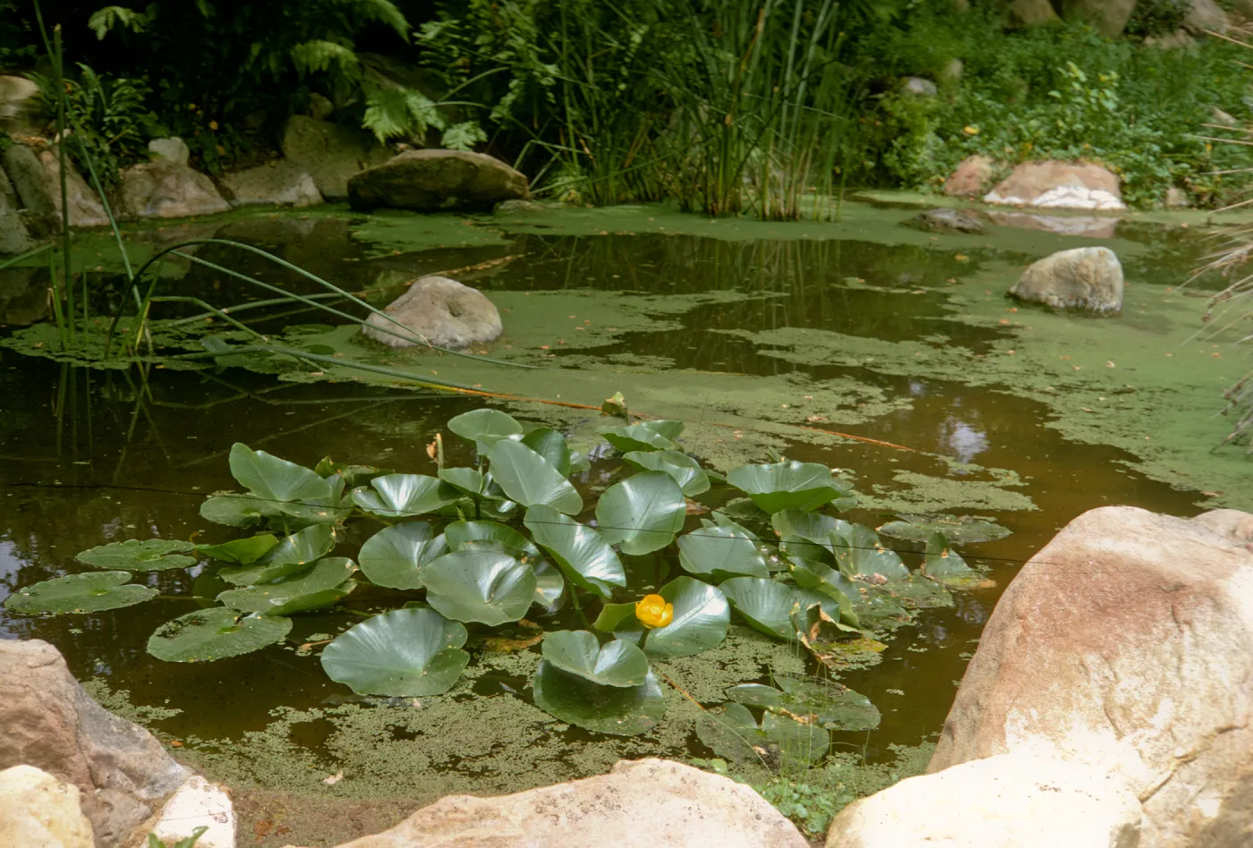 SBBG 'Garden Pool' with water lilies & azolla