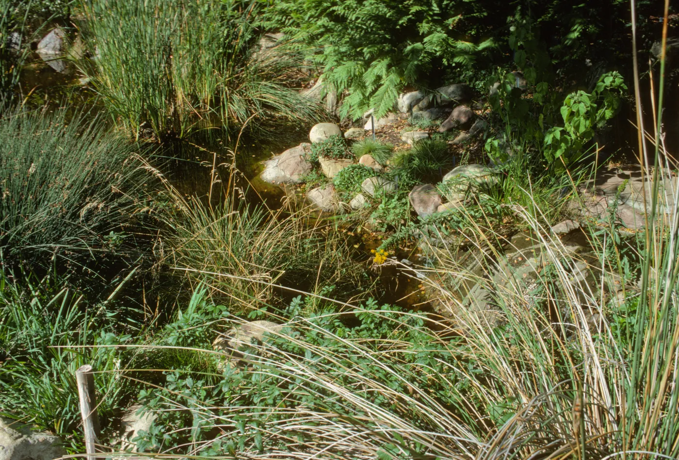 SBBG Pond