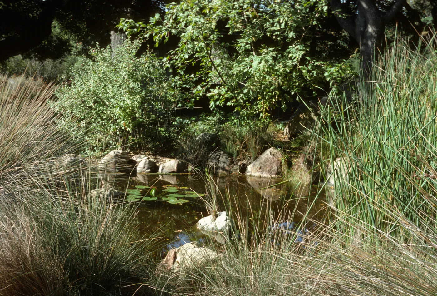 SBBG Pond