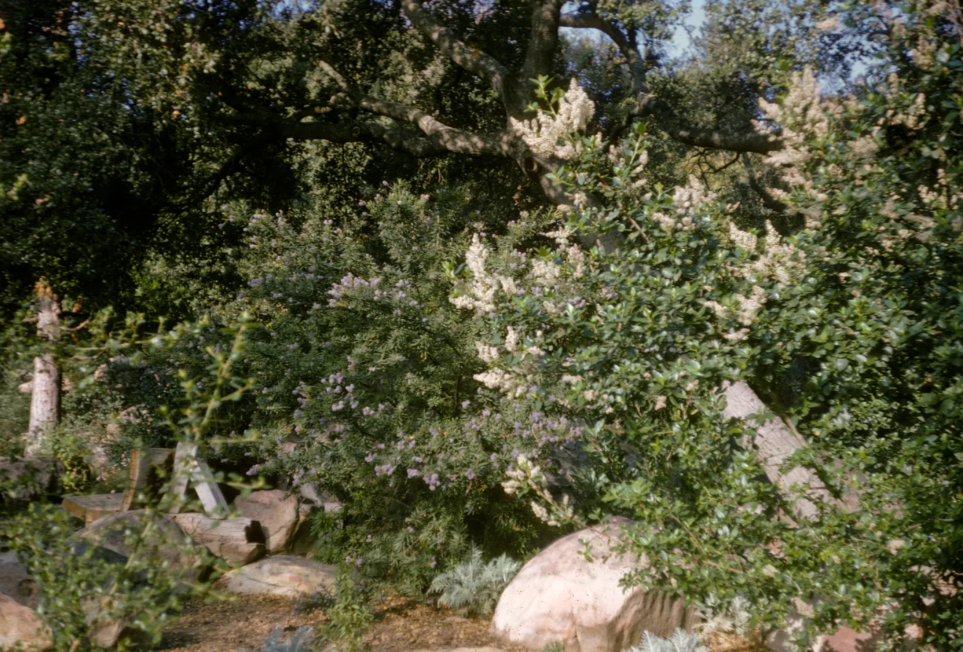 Porter Trail, Ceanothus Section