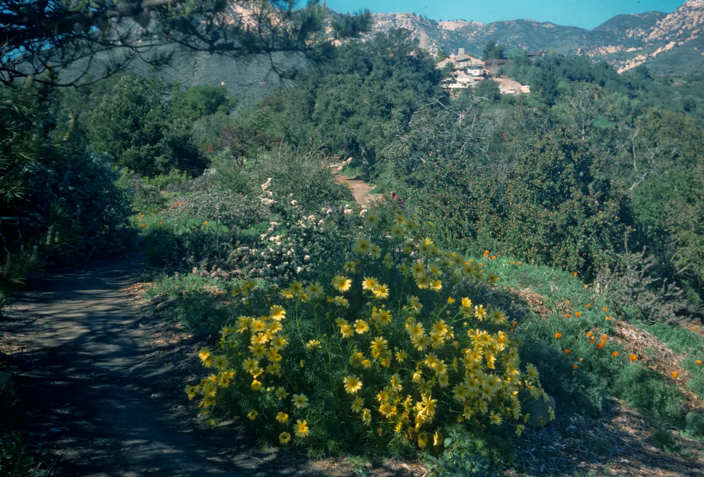 Coreopsis gigantea on the Porter Trail