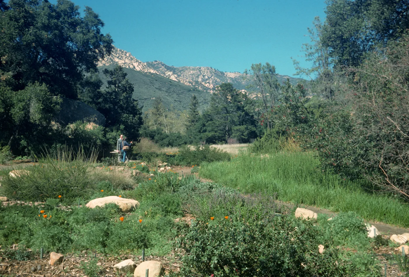 SBBG Meadow 1989