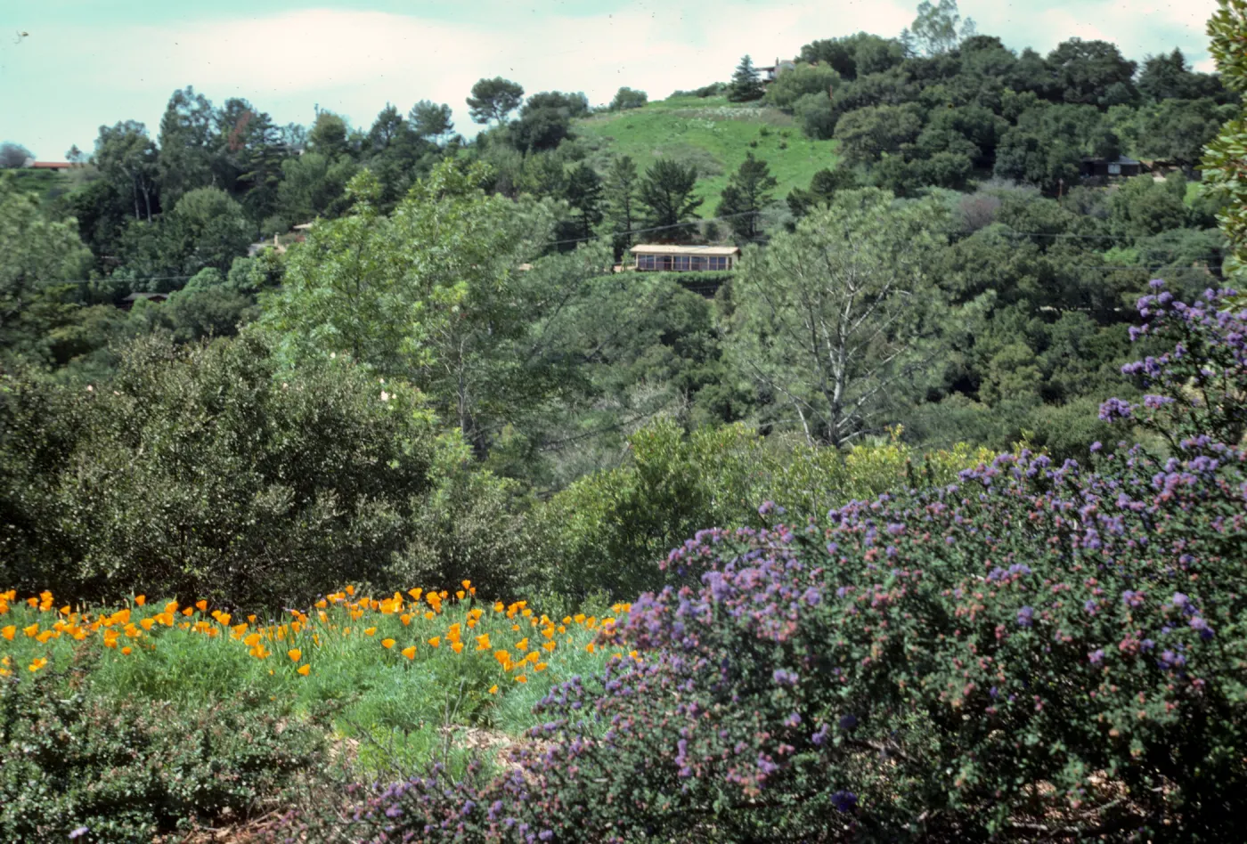 Ceanothus 'Dark Star' and Poppies on Porter Trail
