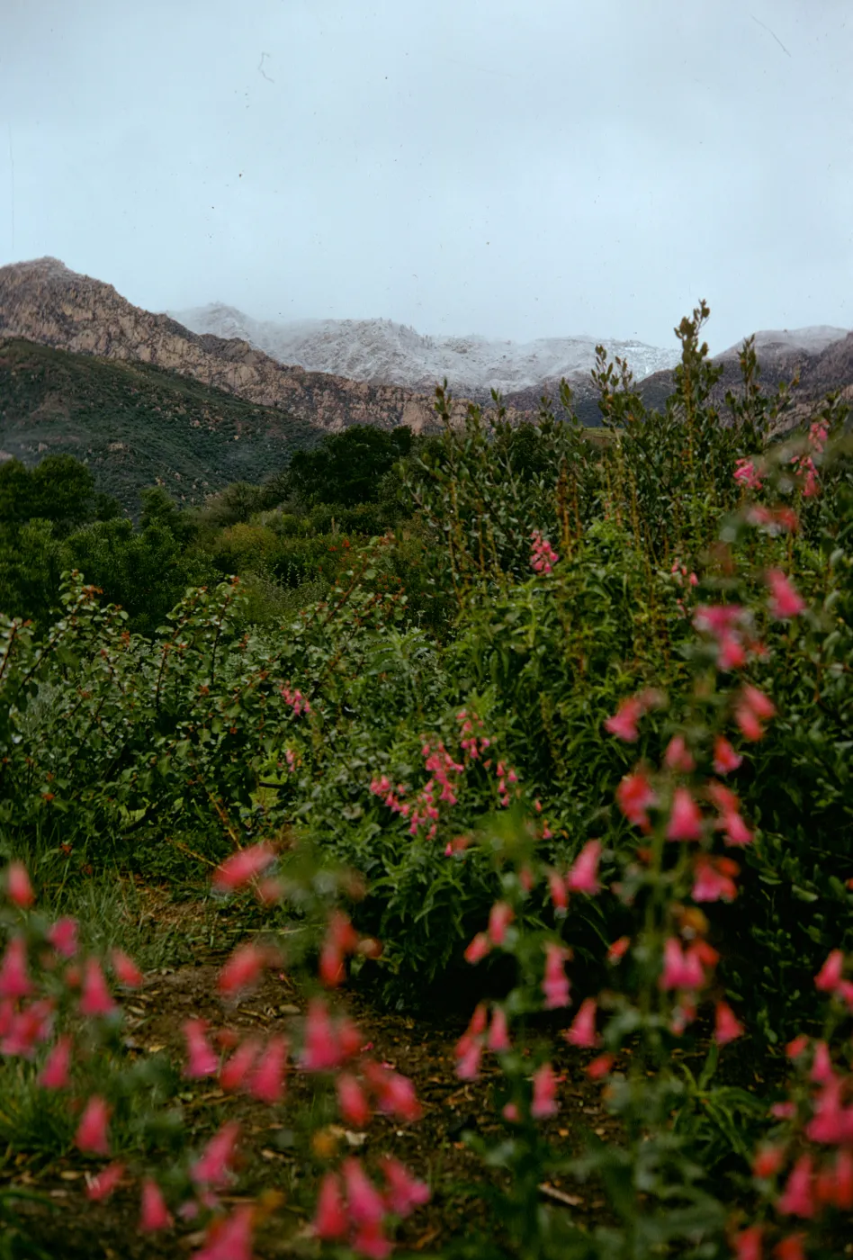 Penstemon on Porter Trail with Snow on Santa Ynez Mountains