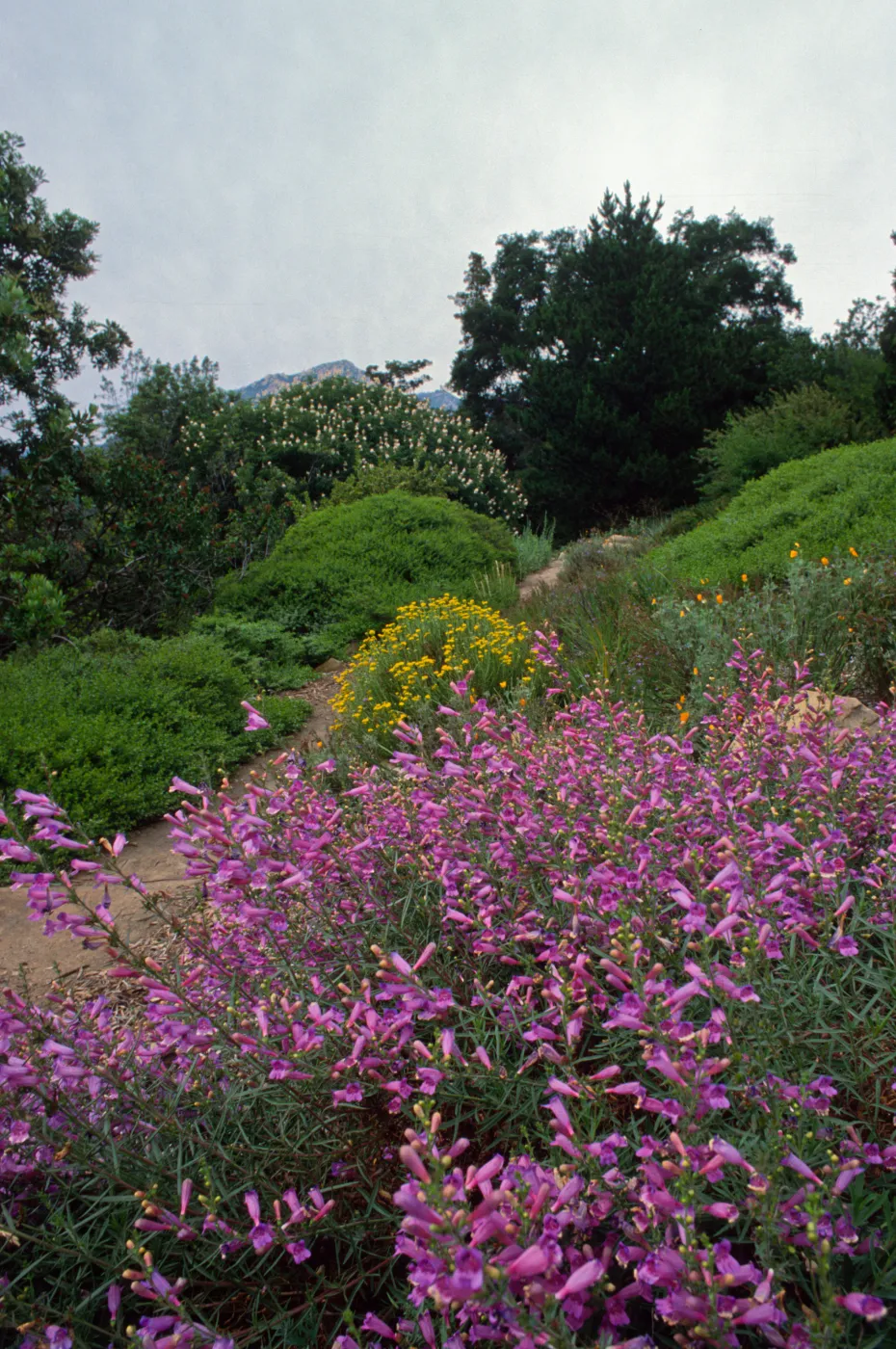 Penstemon, blooming on Porter Trail