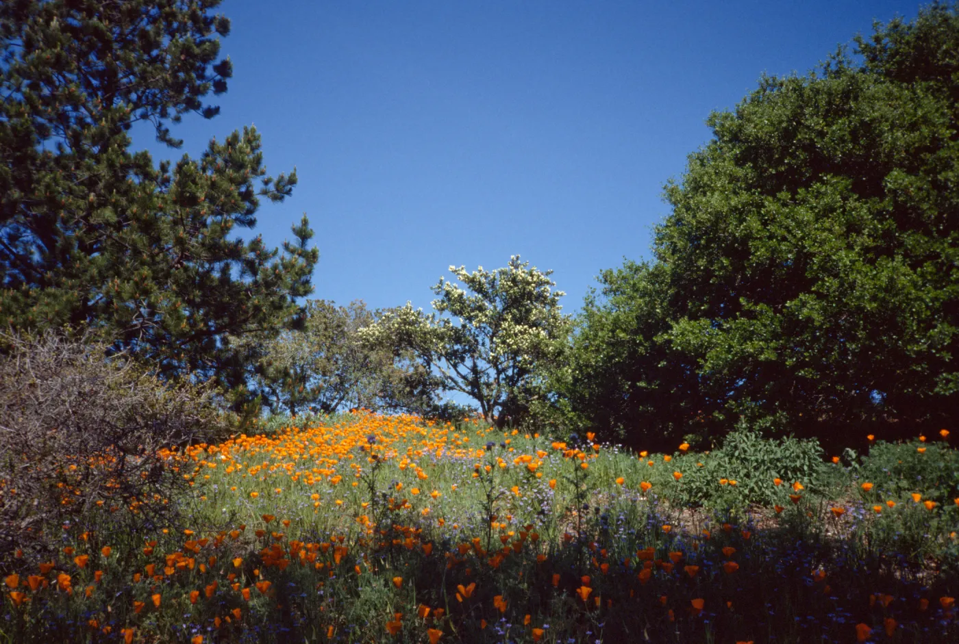 Porter Trail Poppies