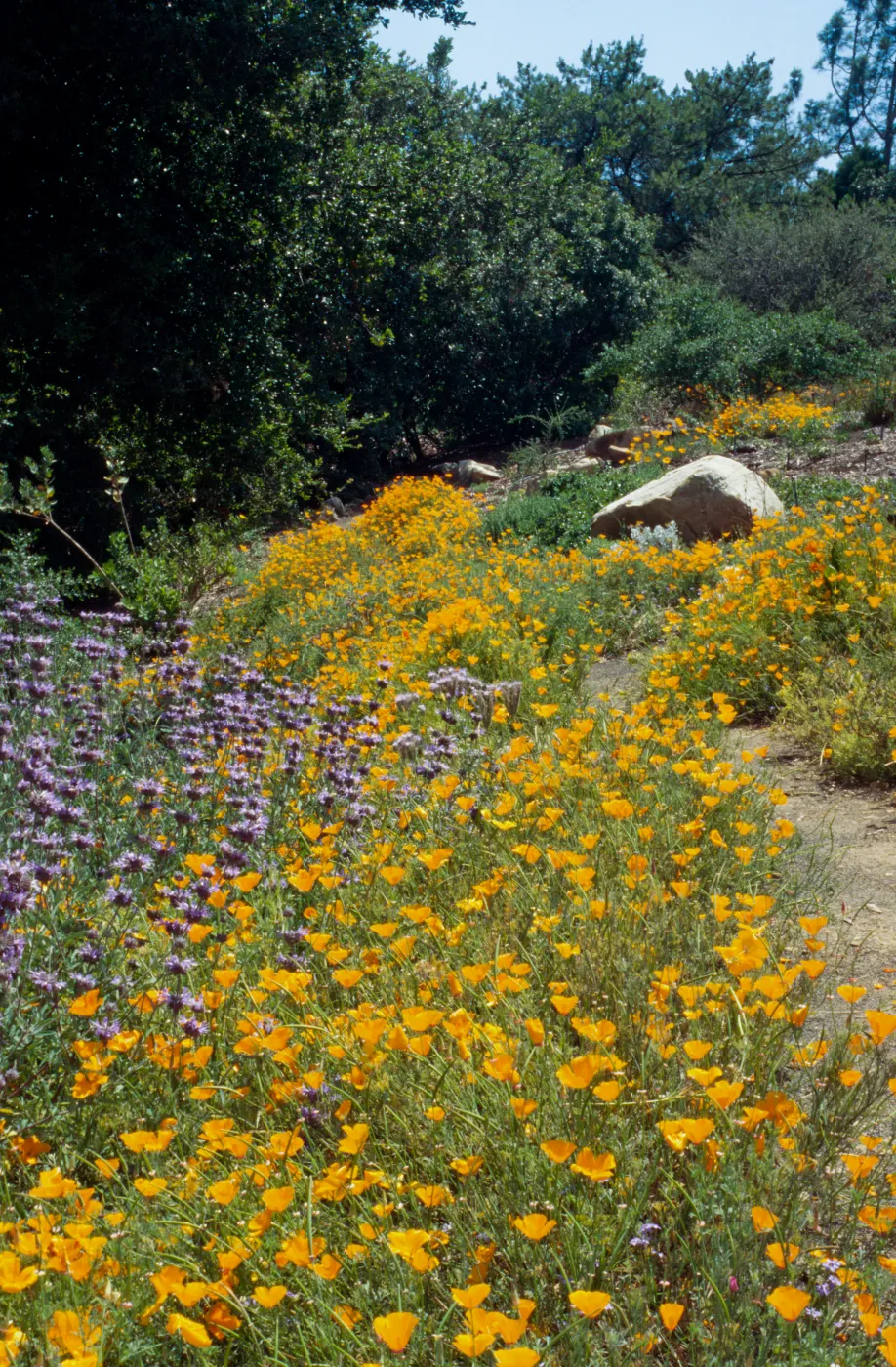 Porter Trail Poppies