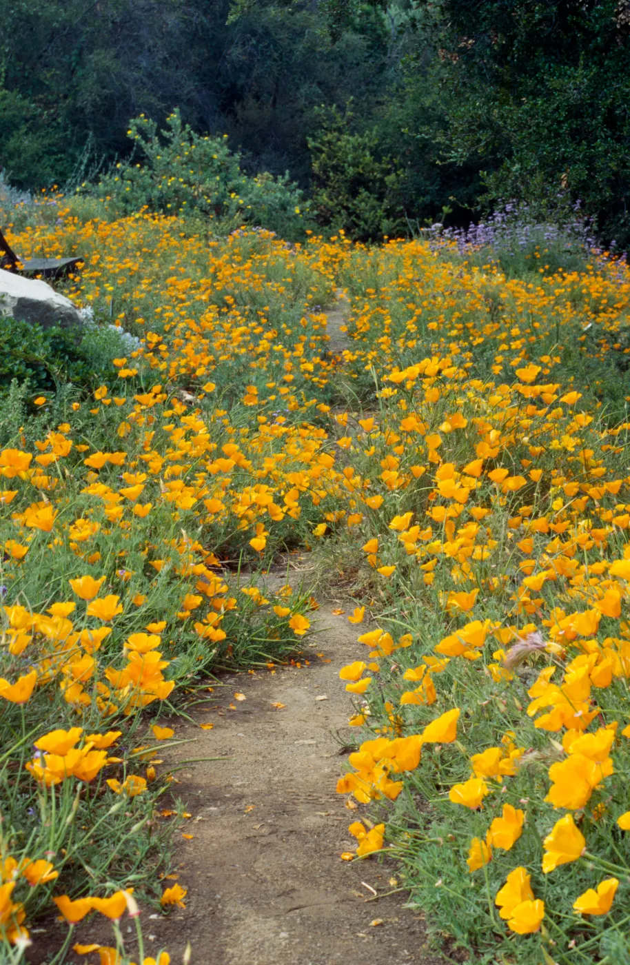 Popplies on the Porter Trail