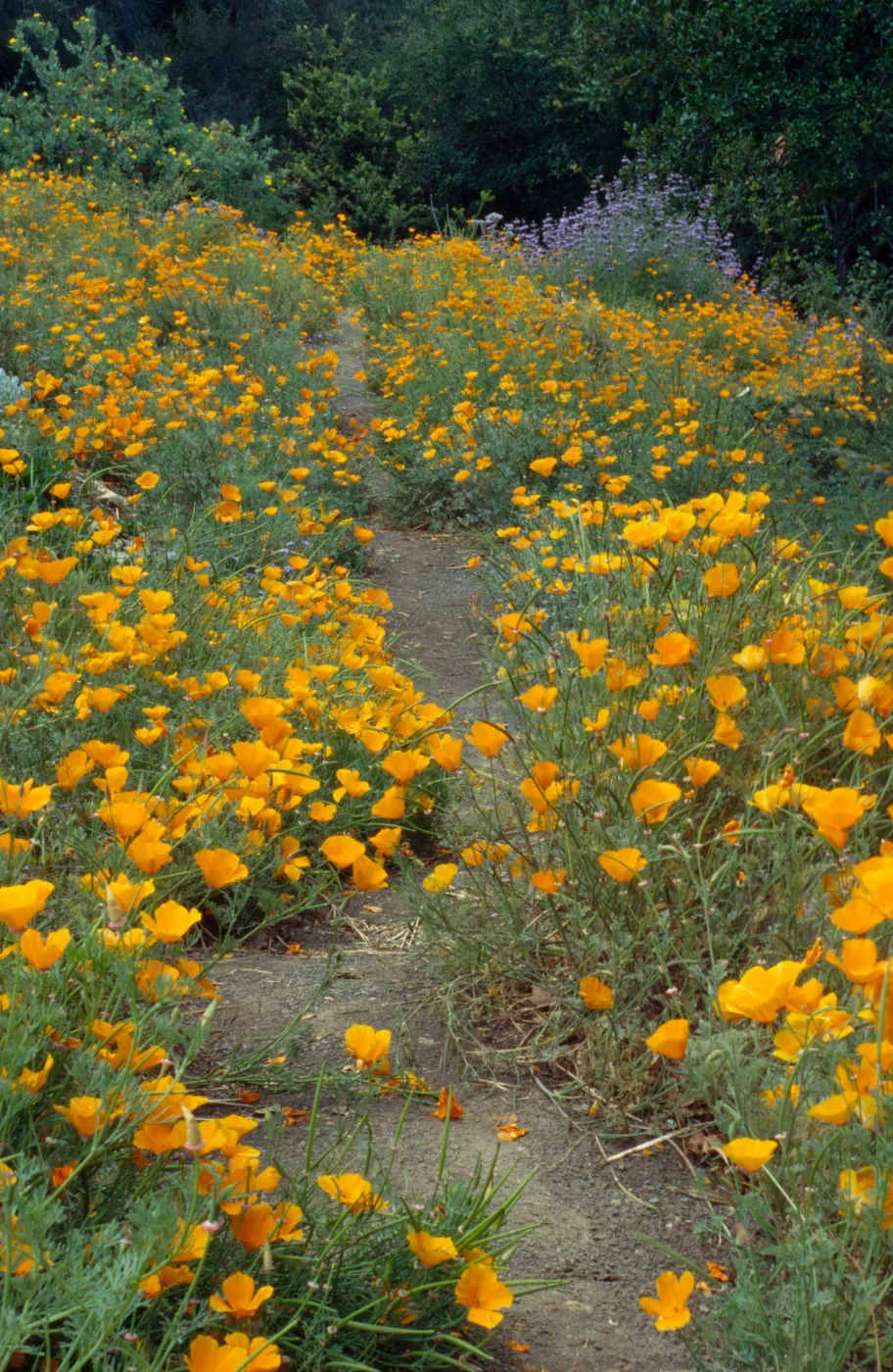 Poppies Along the Porter Trail