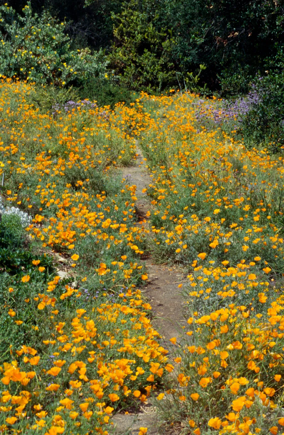 Poppies Along the Porter Trail
