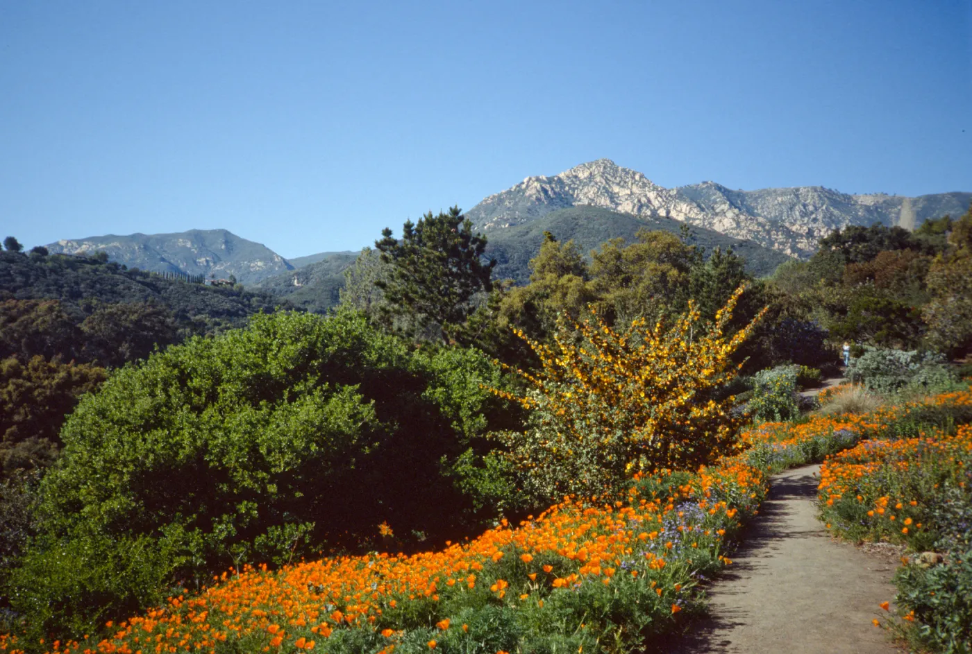 Poppies and Fremontia on Porter Trail