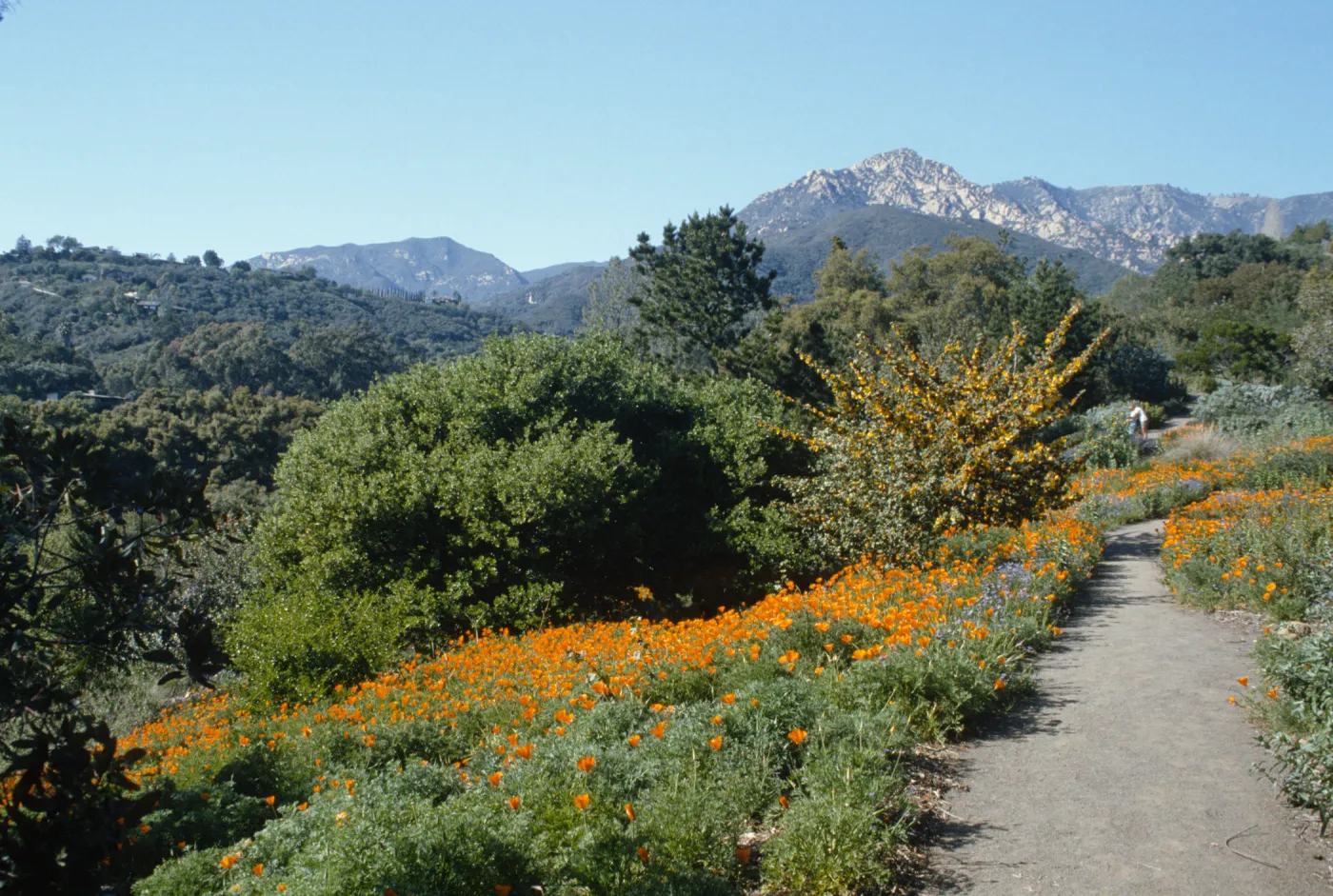 Poppies and Fremontia on Porter Trail