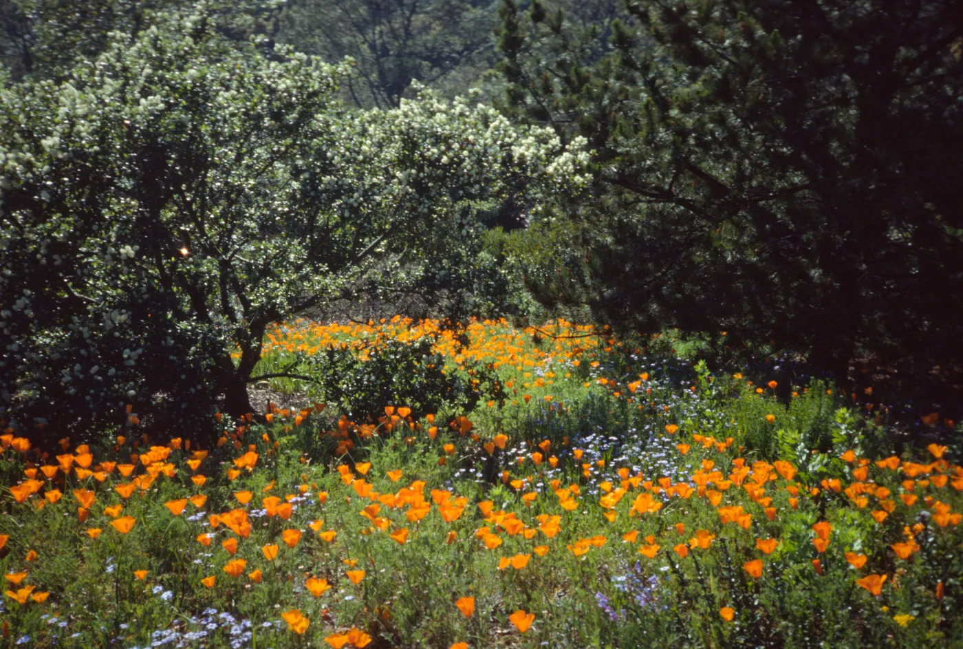 Poppy Field along Porter Trail