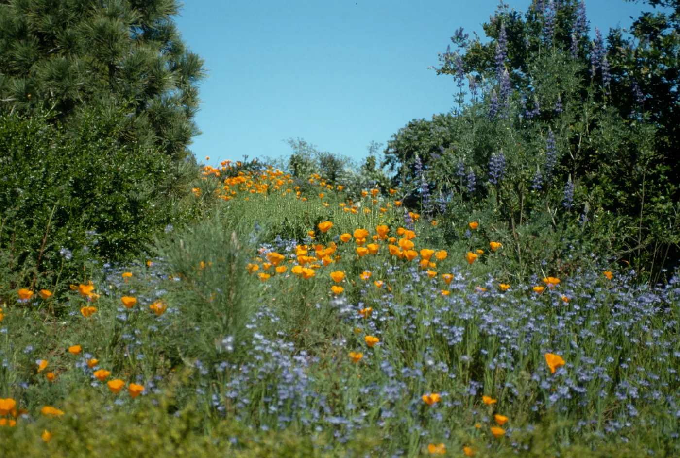 Spring Bloom on Porter Trail