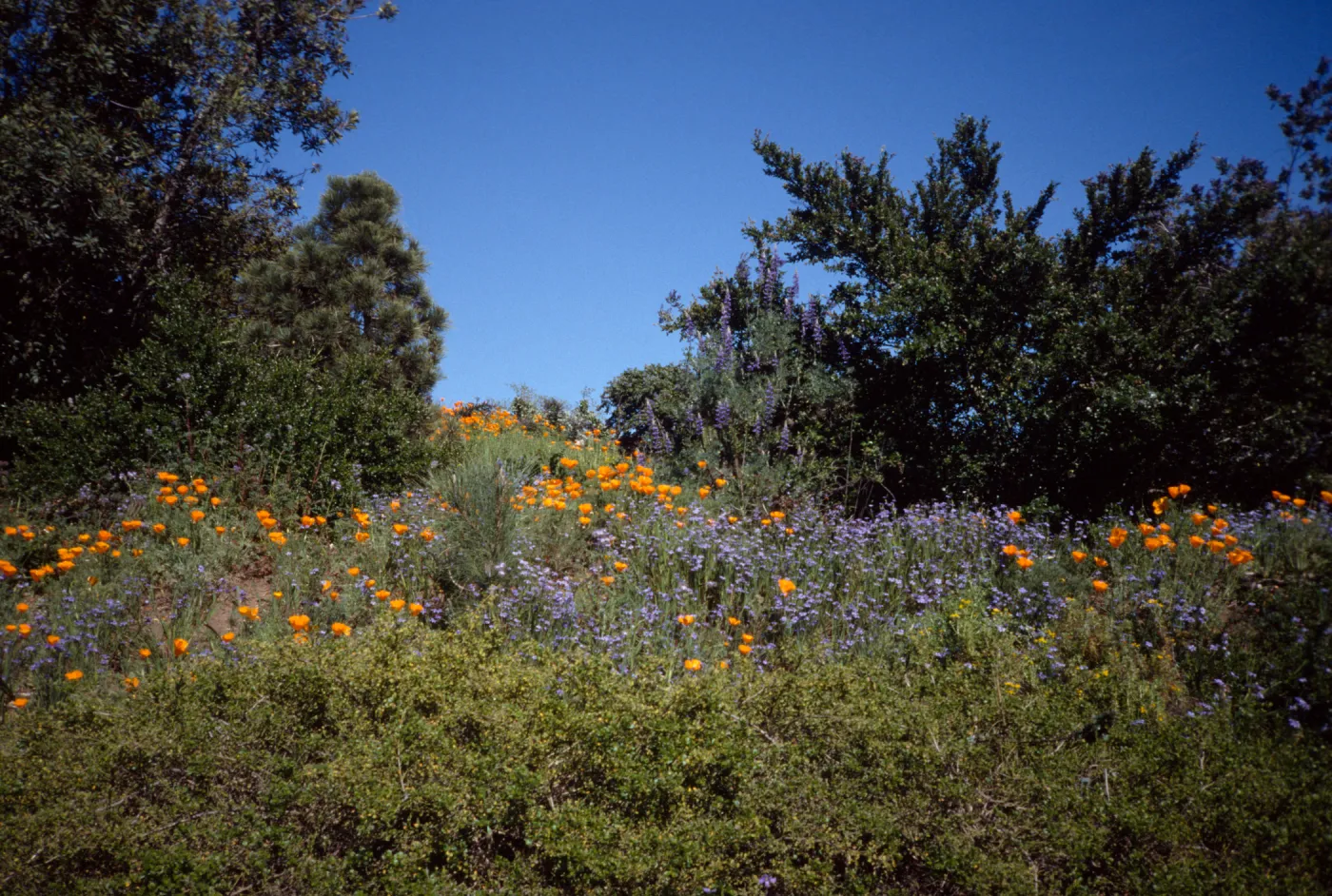 Porter Trail in Bloom