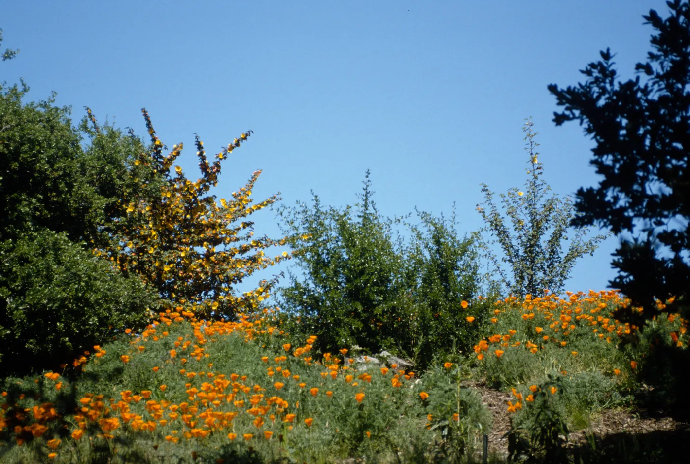Poppies from Porter Trail