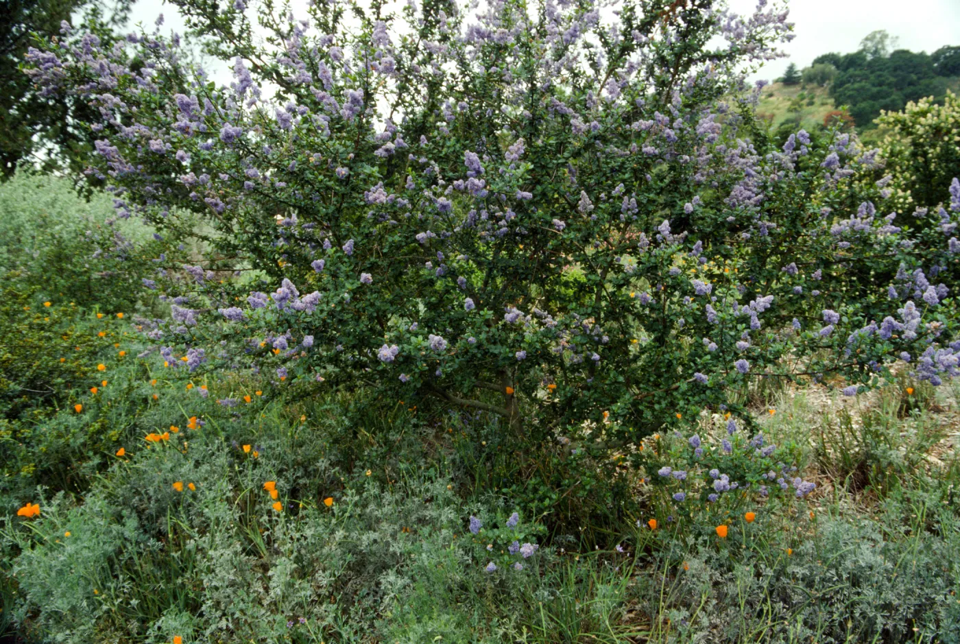 Ceanothus (California Lilac) in Bloom on Porter Trail