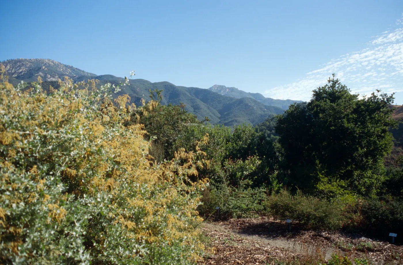 Porter Trail Looking Toward Mountains