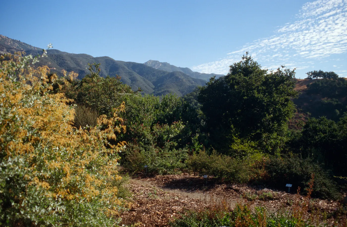 Porter Trail Looking Towards the Mountains