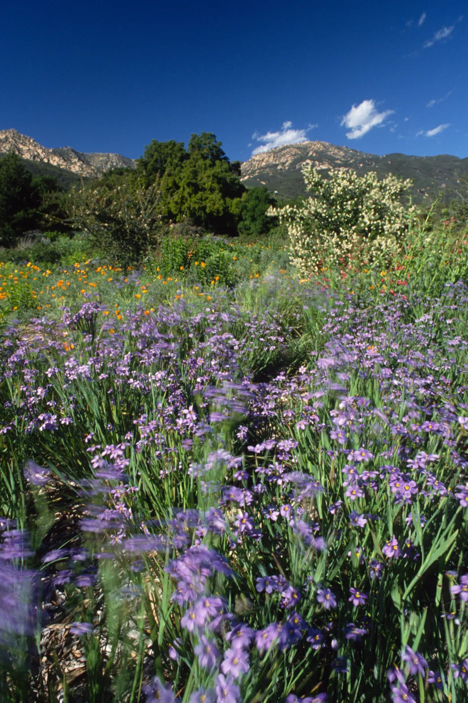 Blue-Eyed Grass Along the Porter Trail
