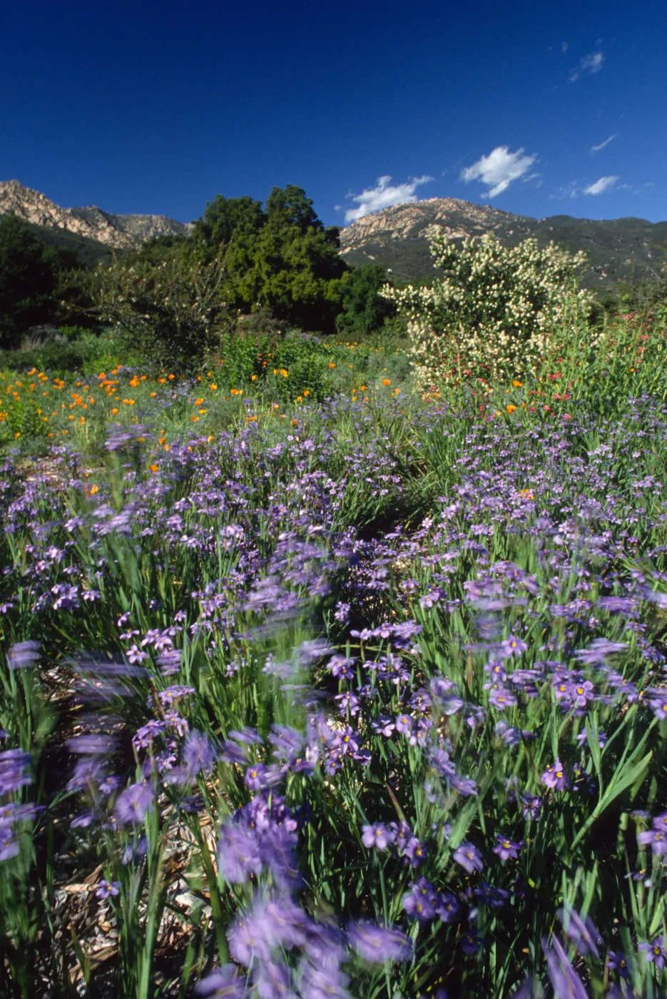 Blue-Eyed Grass Along the Porter Trail