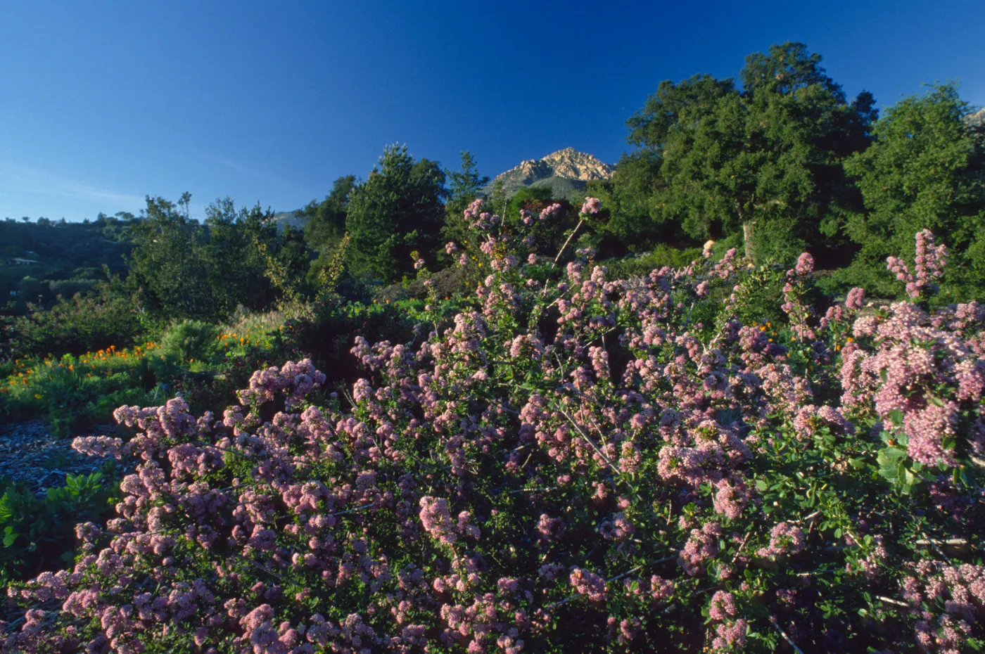 Ceanothus (California Lilac) in Bloom on Porter Trail