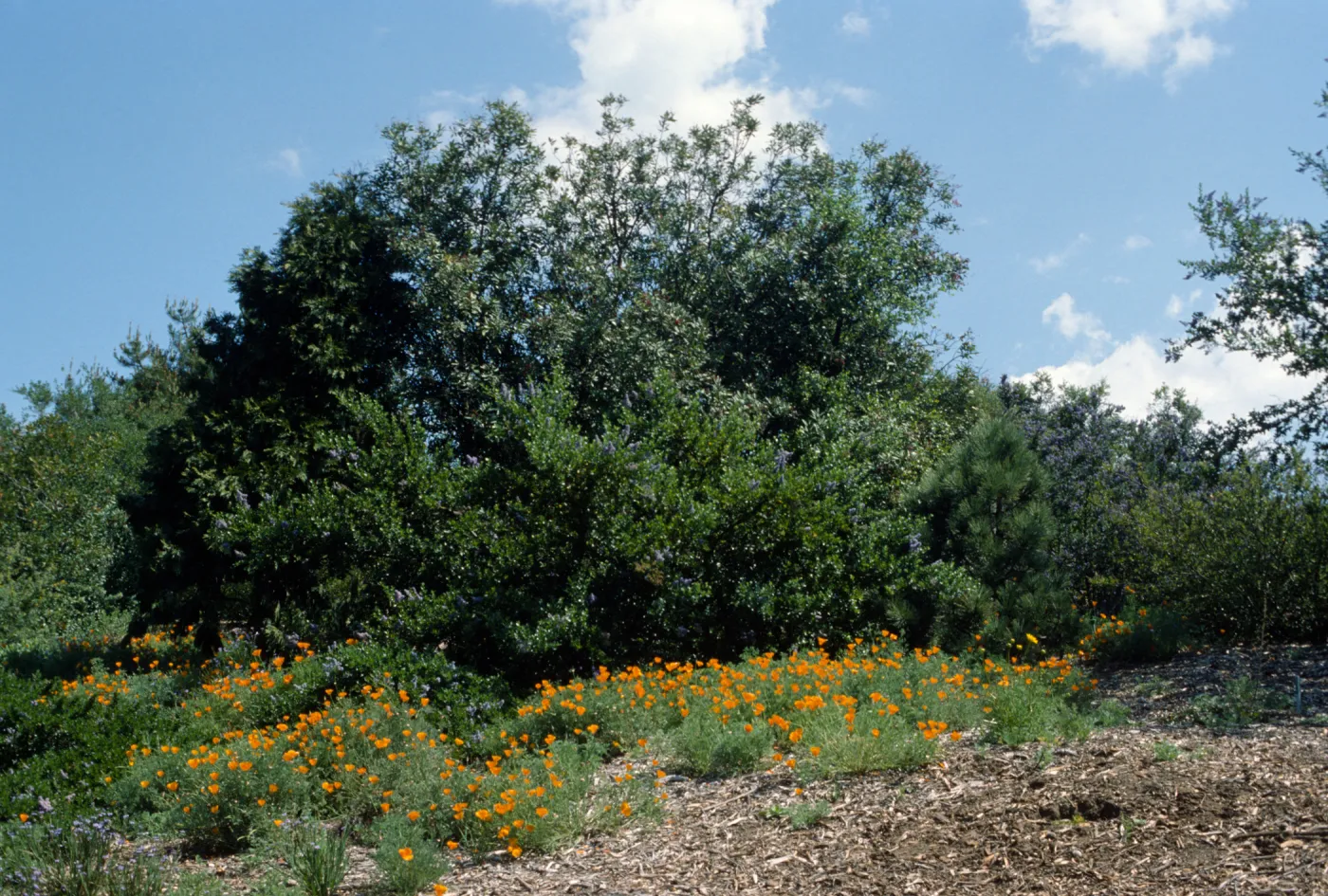 Porter Trail in the Spring