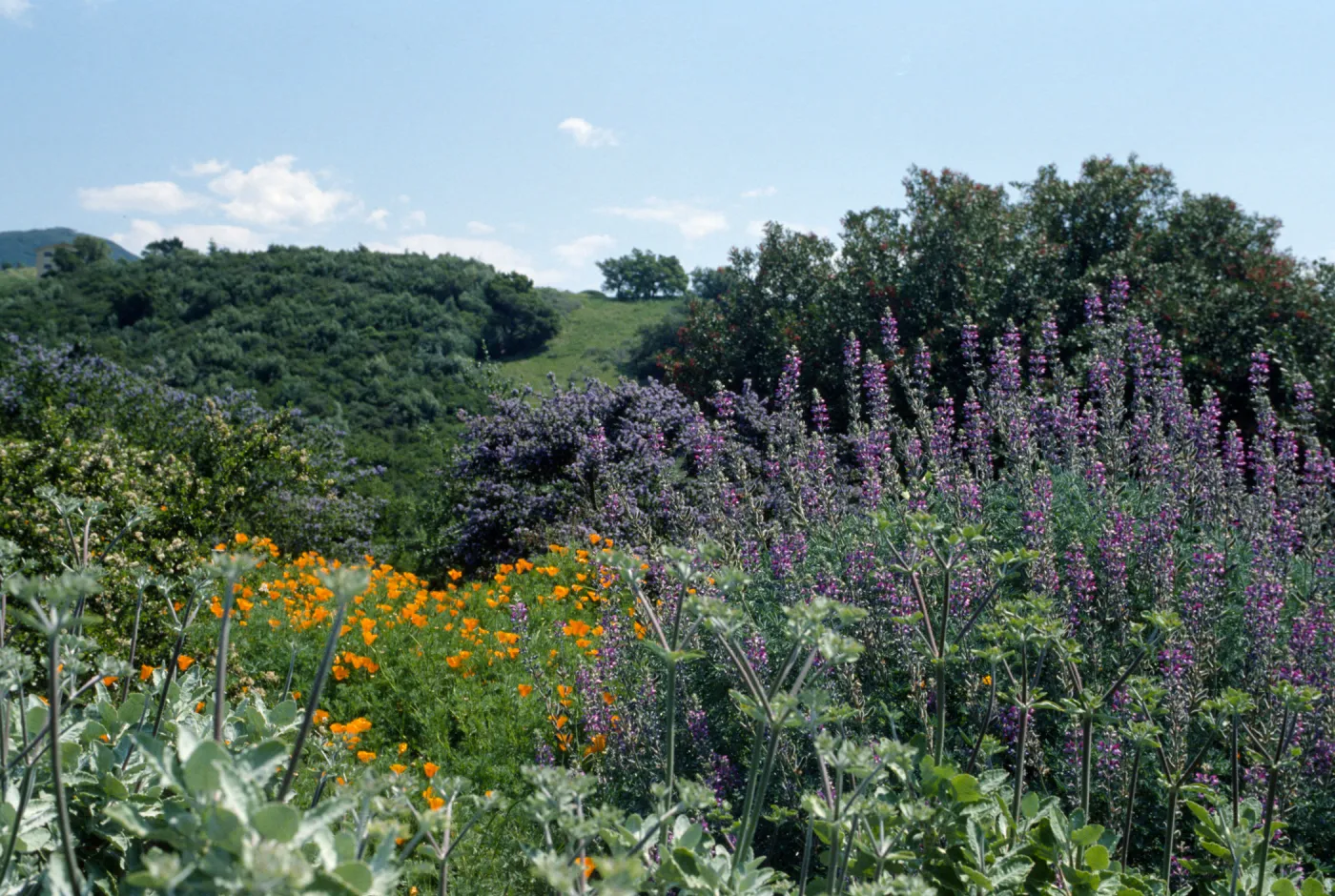Spring on the Porter Trail