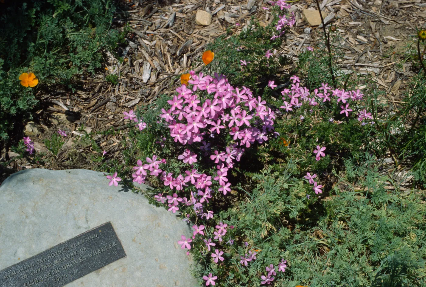 Wheeler Memorial on Porter Trail