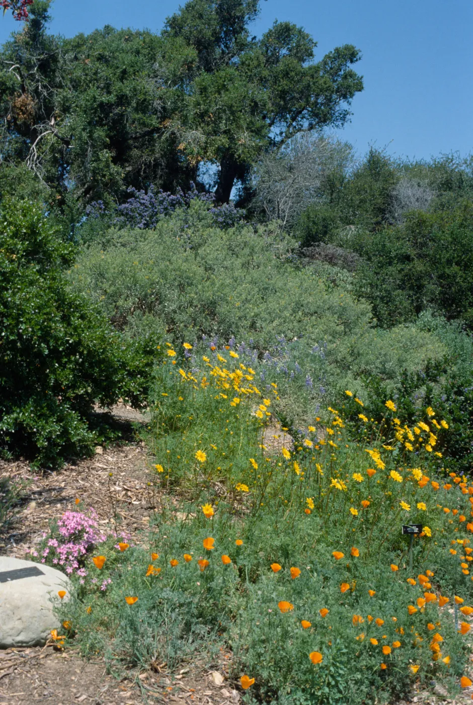 Spring on the Porter Trail