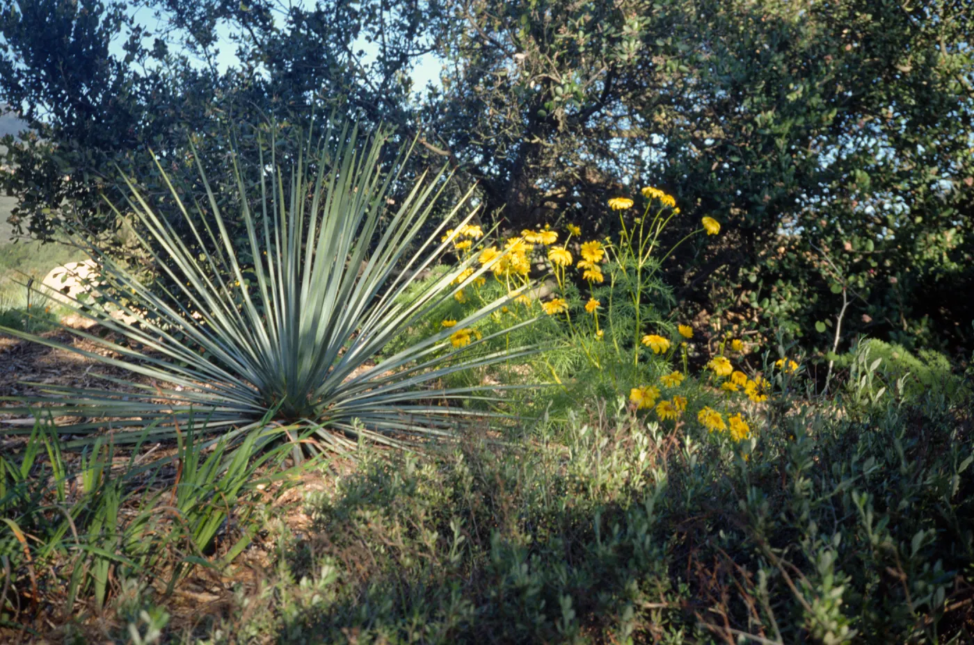 Porter Trail March 1989