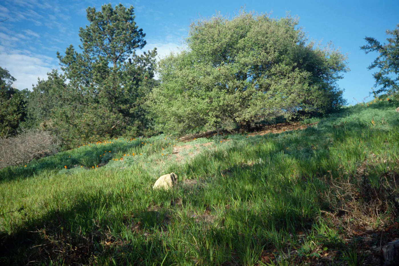 Porter Trail