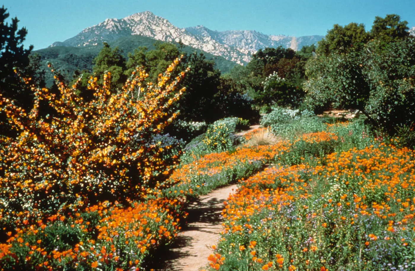 Poppies and Fremontia on Porter Trail