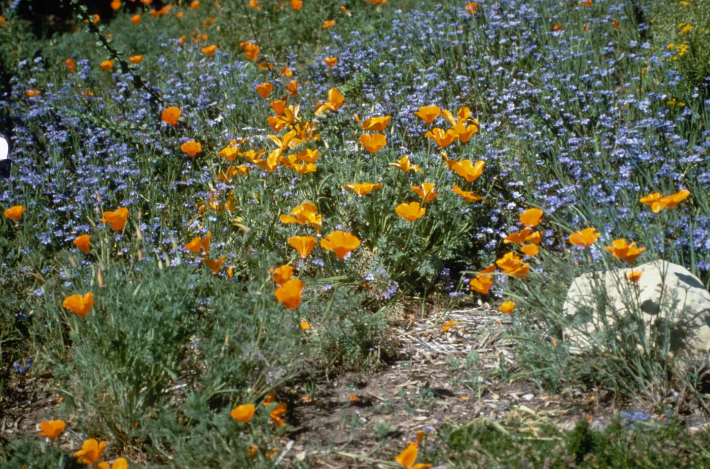 Poppie and Blue-Eyed Grass on the Porter Trail