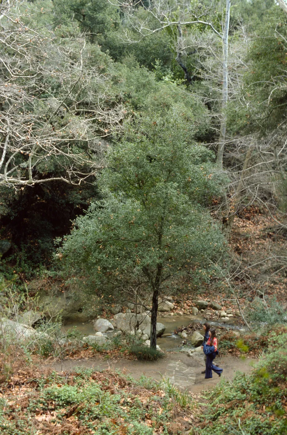 Canyon from the Pritchett Trail