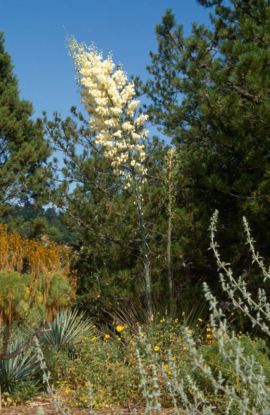 Yucca whipplei on the Porter Trail