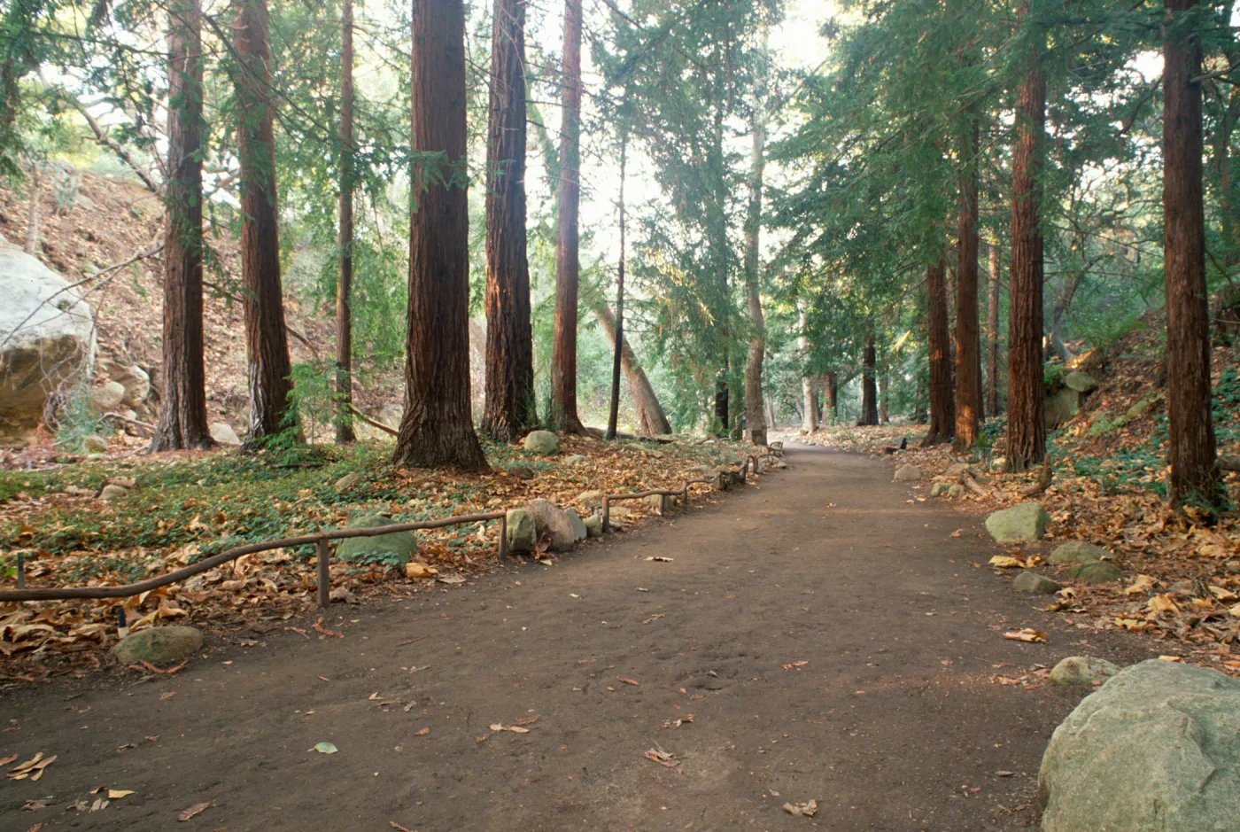 Redwood Section