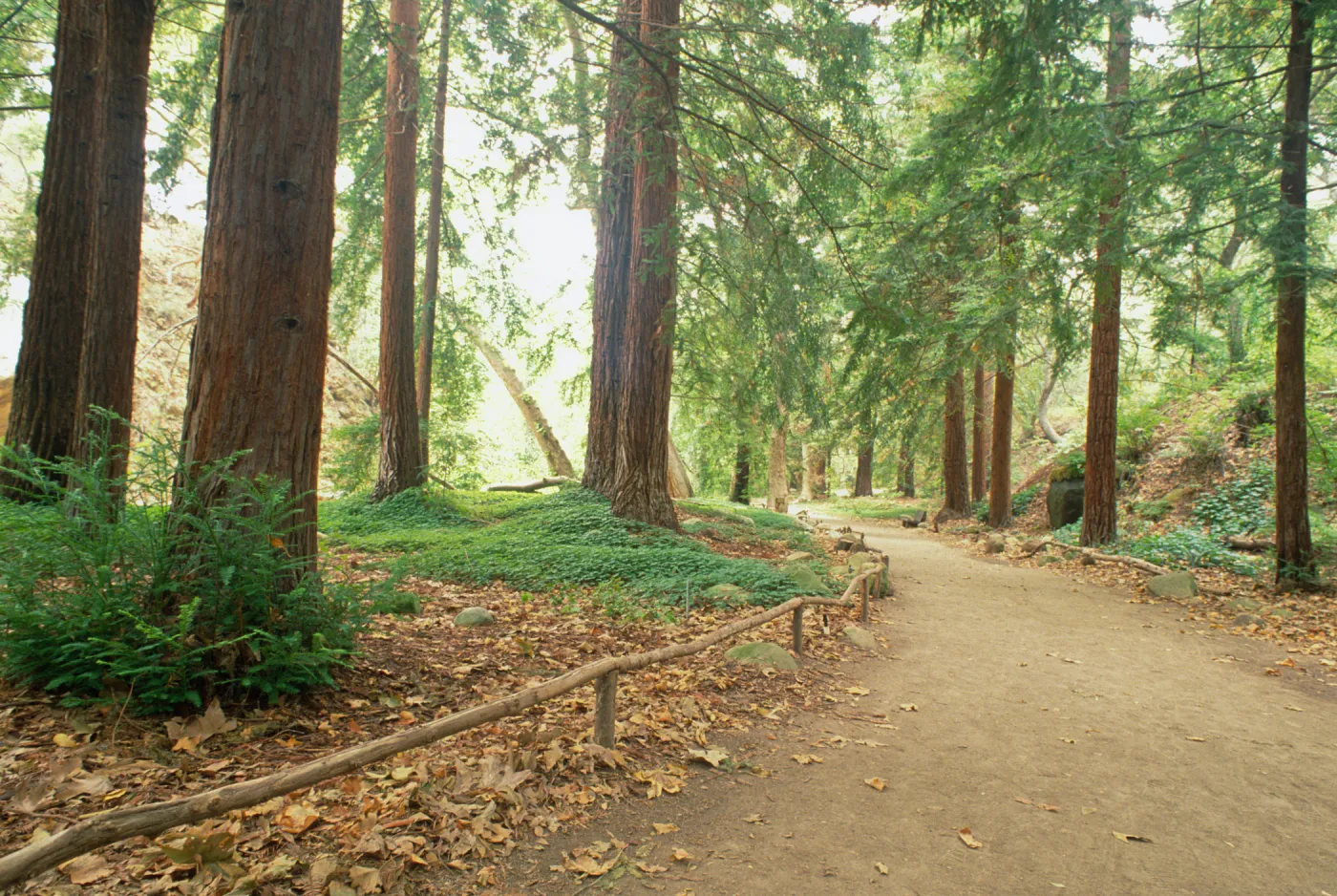 Redwood Section
