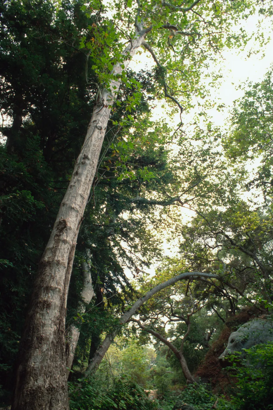 Redwood Section 