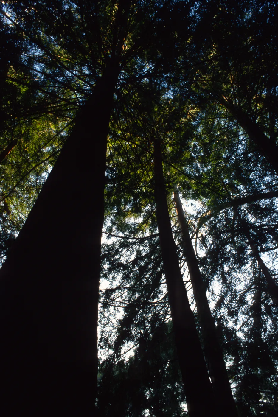 Redwood Section