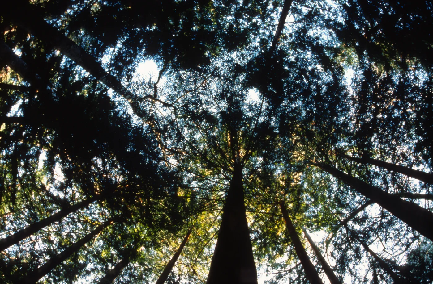 Sky Throught the Trees in the Redwood Section