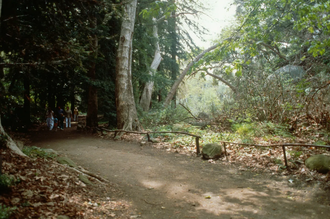 Redwood Section