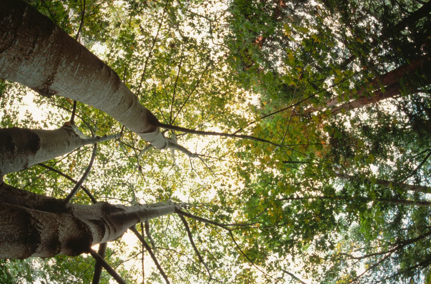 Looking Up Through the Sycamores in the Redwood Section