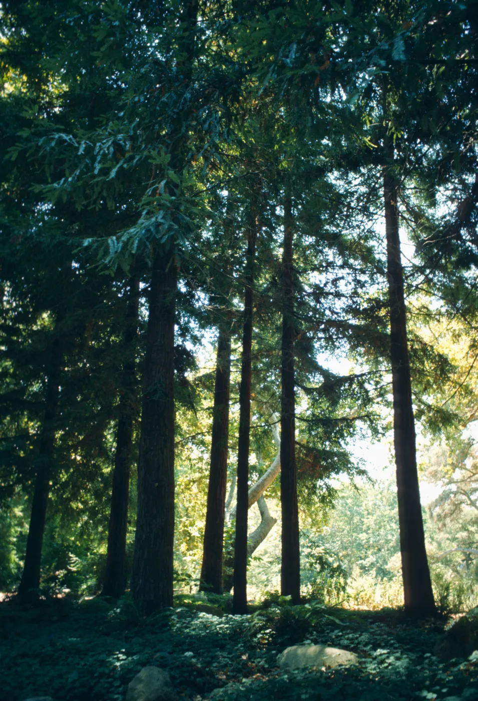 Redwood Section 